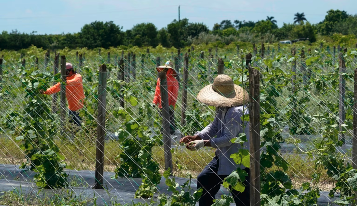Inmigrantes en la Florida cambian sus hábitos por nueva ley migratoria