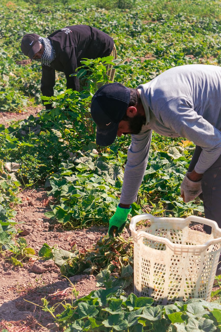 Trabajo para migrantes en Kentucky: Hay vacante como trabajador agrícola y gana 14 dólares la hora